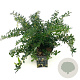 Berberis frikartii 'Amstelveen' 25-30 cm 2,0L