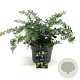 Berberis frikartii 'Amstelveen' 25-30 cm 2,0L