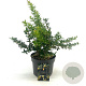 Berberis frikartii 'Amstelveen' 25-30 cm 2,0L