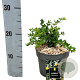 Berberis frikartii 'Amstelveen' 25-30 cm 2,0L