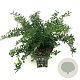 Berberis frikartii 'Amstelveen' 25-30 cm 2,0L