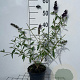 Buddleja d. 'Black Knight' 40-60 cm 2,0L