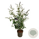 Buddleja d. 'Black Knight' 100-125 cm 15L