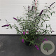 Buddleja d. 'Royal Red' 80-100 cm 10L
