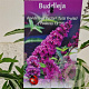 Buddleja Free Petite Tutti Fruitti 25-30 cm 2,5L
