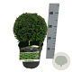 Buxus sempervirens 20-25 cm 3,0L bol antraciet