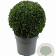 Buxus sempervirens 25 cm 5,0L bol