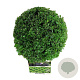 Buxus sempervirens 30 cm op 5,0L bol