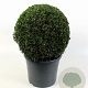 Buxus sempervirens 40-45 cm 12L bol