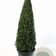 Buxus sempervirens 50-60 cm 5,0L piramide antraciet