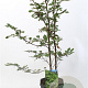 Carpinus betulus 80-100 cm 5,0L geveerd