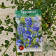 Ceanothus impressus 'Victoria' 20-25 cm 2,5L