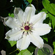 Clematis 'James Mason' 80 cm rozenpot 2L
