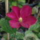 Clematis 'Madame Edouard André' 80 cm rozenpot 2L