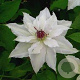 Clematis Sparkler 80 cm rozenpot 2L
