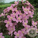 Clematis 'Tetrarose' 80 cm rozenpot 2L