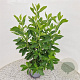 Clethra alnifolia 60-65 cm 3,0L