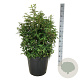 Clethra barbinervis 60-80 cm 30L extra