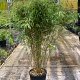 Fargesia robusta 'Campbell' 100-125 cm 15L