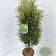 Frangula alnus Fine Line 120-140 cm 15L