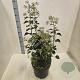 Hedera hel. 'Arborescens' 40-60 cm 10L
