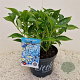 Hydrangea m. 'Little Blue' 20-25 cm 2,0L