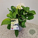Hydrangea m. 'Little White' 25-30 cm 2,5L
