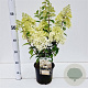 Hydrangea pan. Bobo 30-40 cm 3,0L