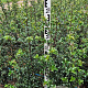 Ilex aquipernyi Dragon Lady 80-100 cm met kluit