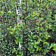 Ilex aquipernyi Dragon Lady 80-100 cm met kluit