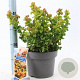Leucothoe axillaris Curly Gold 30-35 cm 5,0L
