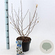 Magnolia stellata 50-60 cm 5,0L