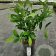 Magnolia stellata 50-60 cm 5,0L