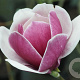 Magnolia 'Venus' 225-250 cm cont. 90L Pir. op stam extra