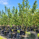 Malus 'Red Sentinel' 250-300 cm cont. 150L meerstammig