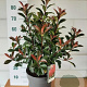 Photinia fraseri Carré Rouge 60-80 cm 10L