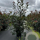 Photinia fraseri 'Red Robin' 100-125 cm 12L