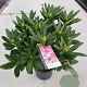 Rhododendron 'Cosmopolitan' 30-40 cm 5,0L