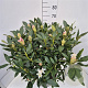 Rhododendron 'Cunningham's White' 70-90 cm 15L