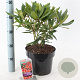 Rhododendron 'Tortoiseshell Orange' 30-40 cm 5,0L