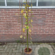 Salix caprea 'Kilmarnock' 120 cm stam 5,0L