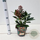 Skimmia j. 'Rubella' 20-25 cm 2,0L