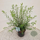 Spiraea cinerea 'Grefsheim' 40-50 cm 3,0L