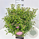 Spiraea jap. 'Little Princess' 40-45 cm 10L