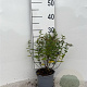 Spiraea jap. 'Manon' 20-25 cm C1.3