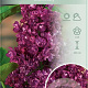 Syringa v. 'Charles Joly' 60-80 cm 7,5L