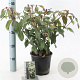 Viburnum globosum 'Jermyns Globe' 30-35 cm 2,0L