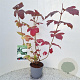 Viburnum opulus 'Roseum' 60-70 cm 3,0L