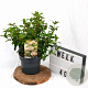 Viburnum tin. 'Eve Price' 30-40 cm 3,0L