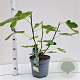Ficus car. 'Brown Turkey' 40-50 cm 5,0L